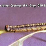 caterpillar larva feeding on leaf close-up view