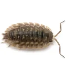 sow bug