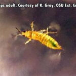 close-up of a yellow thrips insect on dark background