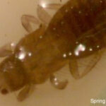 close-up of tiny brown insect with translucent wings