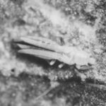 black and white close-up of an insect on surface
