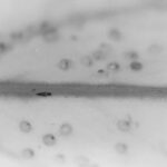 thrips on surface surrounded by visible eggs in grayscale image