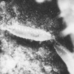 close-up of thrips on textured surface in black and white