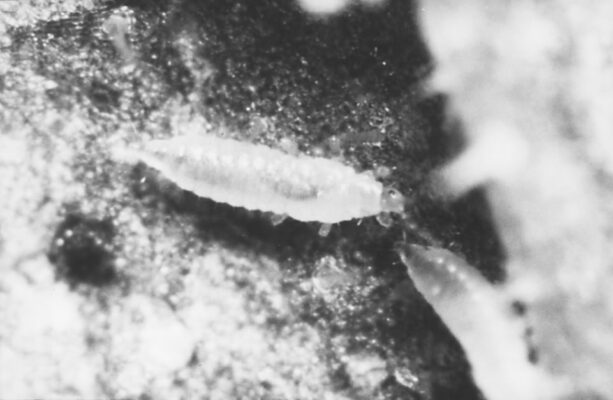 Two Thrips