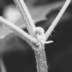 thrips nest at plant stem junction in black and white