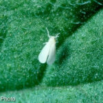 small white insect on green leaf close-up view