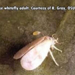 whitefly on leaf surface