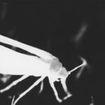 high contrast close-up of white insect on dark background