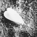 white insect resting on textured plant surface 
